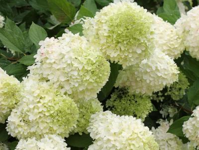 'Limelight' Hydrangea paniculata. The best-selling panicle hydrangea in history. Photo Credit: Proven Winners 'Limelight' Hydrangea paniculata. The best-selling panicle hydrangea in history. Photo Credit: Proven Winners