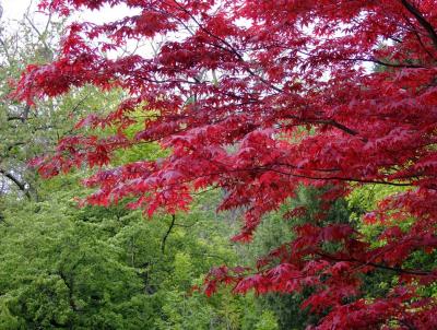 Japanese Maple Tree. Photo Pixabay Japanese Maple Tree. Photo Pixabay