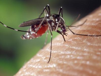 Mosquitoes can disrupt your time outdoors.