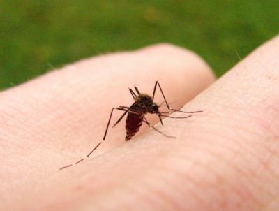 Mosquito Mosquito