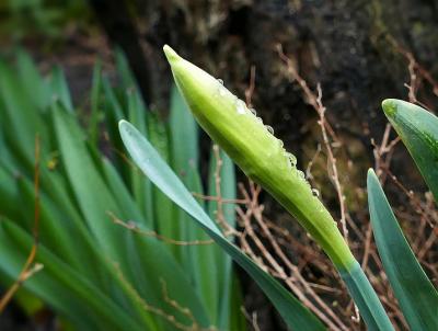 Daffodil buds poking out of the ground. Photo: Pixabay Daffodils poking out of the ground.. Photo: Pixabay
