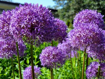 Alliums. Credit: Pixabay Alliums. Credit: Pixabay