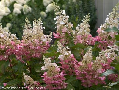Pinky Winky Hydrangea. Photo: Proven Winners Pinky Winky Hydrangea. Photo: Proven Winners