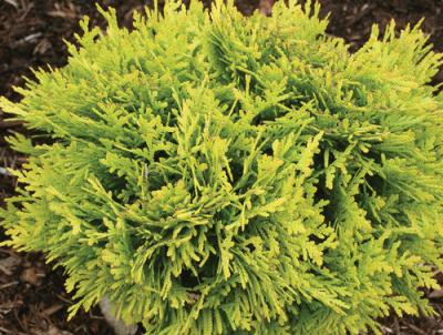 Anna's Magic Ball Arborvitae. Photo: Proven Winners Anna's Magic Ball Arborvitae. Photo: Proven Winners
