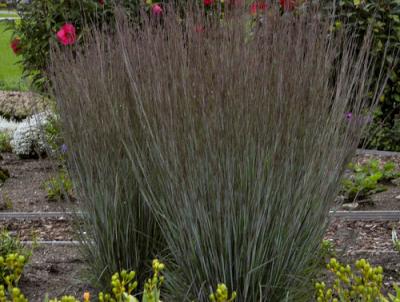 There are many cultivars of Little Bluestem. This one is Prairie Winds 'Blue Paradise' . Photo courtesy of Proven Winners There are many cultivars of Little Bluestem. This one is Prairie Winds 'Blue Paradise' . Photo courtesy of Proven Winners