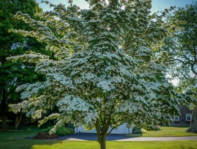 White Dogwood is a lovely smaller size tree for home landscaping. White Dogwood is a lovely smaller size tree for home landscaping.