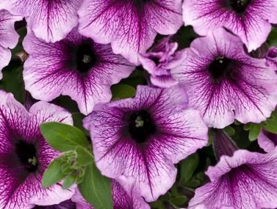 Supertunia Bordeaux. Photo Credit: Proven Winners Supertunia Bordeaux. Photo Credit: Proven Winners