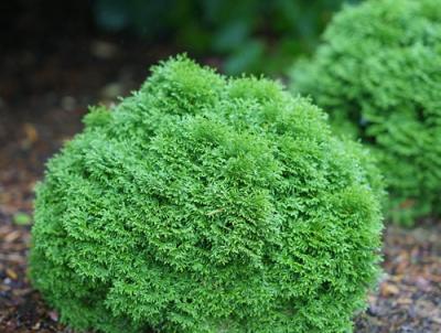 Tater Tot Arborvitae. Photo: Proven Winners Tater Tot Arborvitae. Photo: Proven Winners