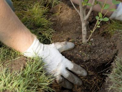 Transplanting Shrub Transplanting Shrub