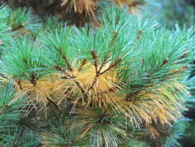 Pine tree needles in Fall Pine tree needles in Fall
