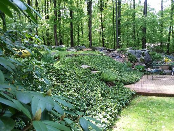 Bank of pachysandra thrives in the shade.