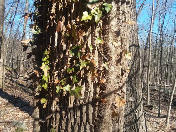 Thick and wide ivy vine that has been cut at the base.