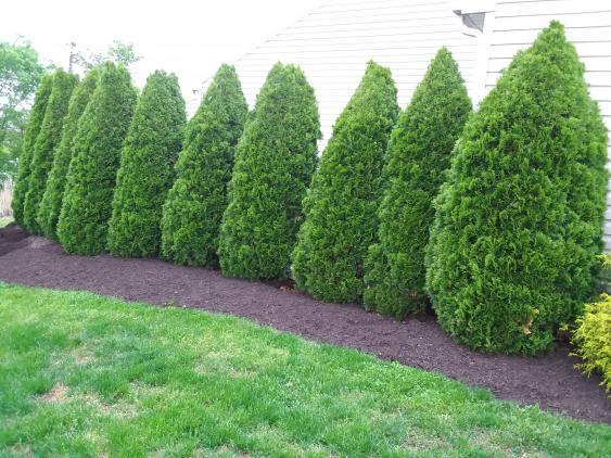 If you want a fast growing, easy-care evergreen, you can't beat an arborvitae.  Within a few years their dense foliage will fill in and create an ideal living fence.