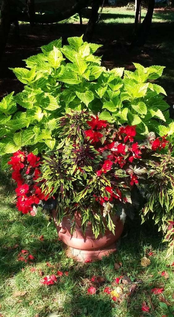 Begonias and Coleus like shade.