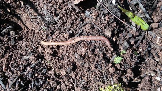 Asian jumping worms are spread in the soil of shared garden plants, shared compost, and as discarded fish bait.