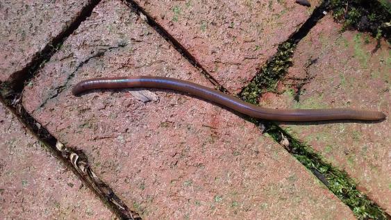 Notice the creamy white band (Clitellum) around the body of this Asian Jumping Worm.  This worm is almost 6 inches long.