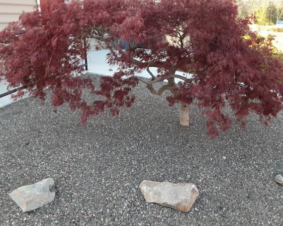 A single Japanese Maple planted in a gravel bed.
