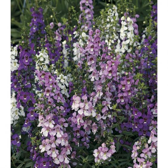 Angelonia - you'll love this annual.