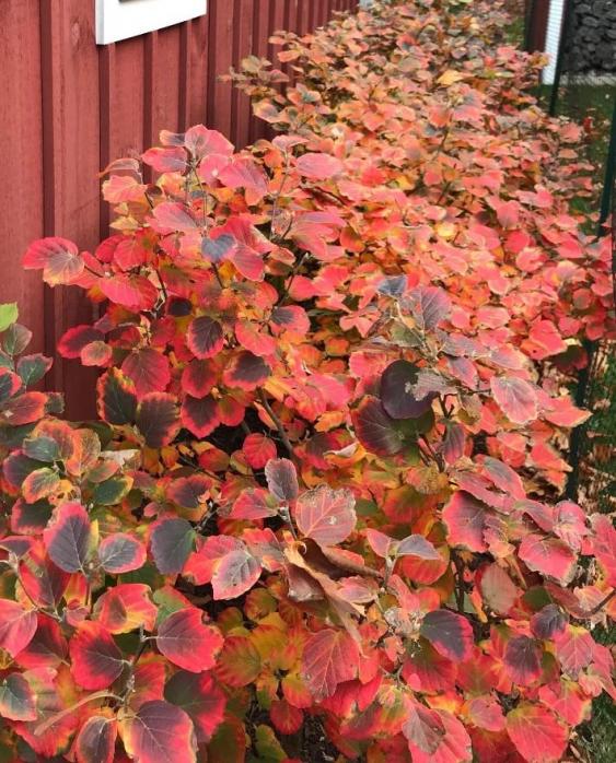 Fothergilla