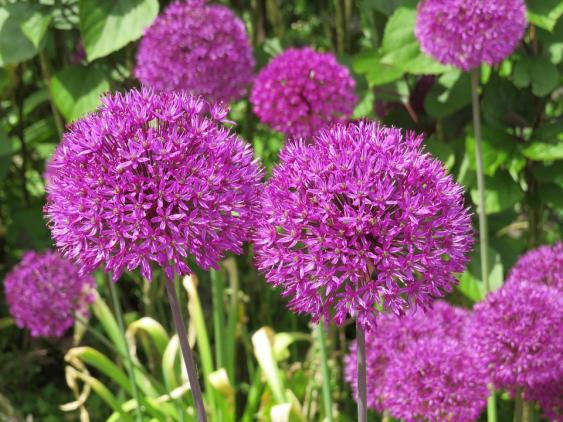 Alliums.  Photo Credit: Pixabay