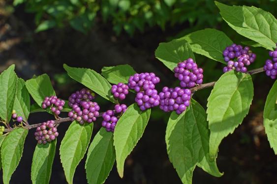 Beautyberry.  Pixabay photo