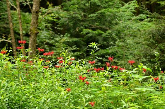 Bee Balm growing in the garden. Pixabay photo