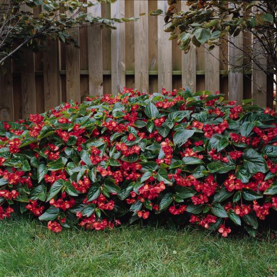 Dragon Wing Red Begonias grow in sun to part shade.