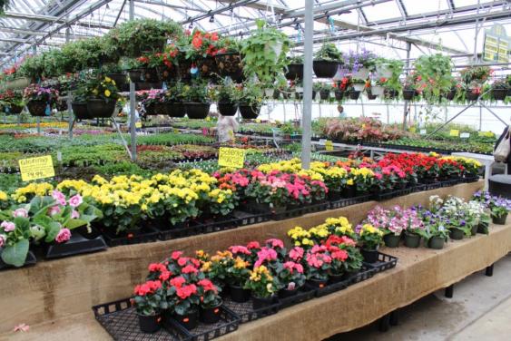 Annuals galore to choose from.