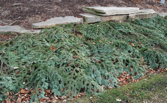 Branches used as mulch