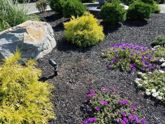 A fresh layer of mulch adds beauty to landscape planting in addition to so many other benefits.