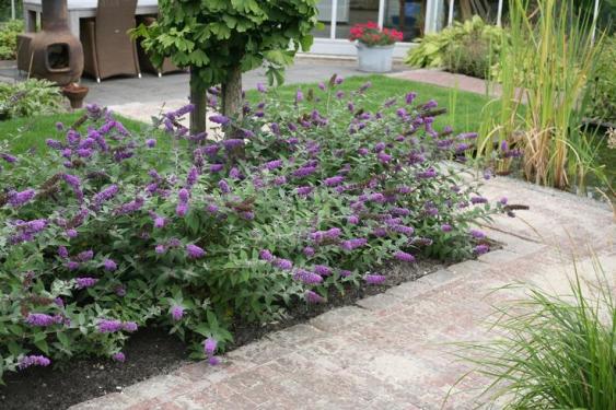 Butterfly Bush (Lo and Behold 'Blue Chip Jr.)   Photo Credit: Proven Winners