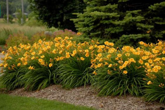 Clumps of Stella de Oro Daylilies.  Photo credit:  Missouri Botanical Garden