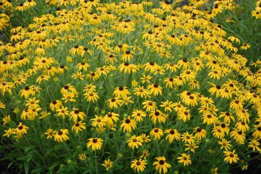 Rudbeckia 'American Gold Rush'.  Courtesy of All-American Selections