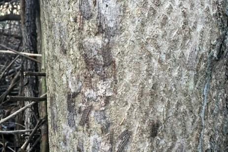 Spotted Lanternfly Egg Masses. Photo: E. Swackhamer, Penn State Ext.