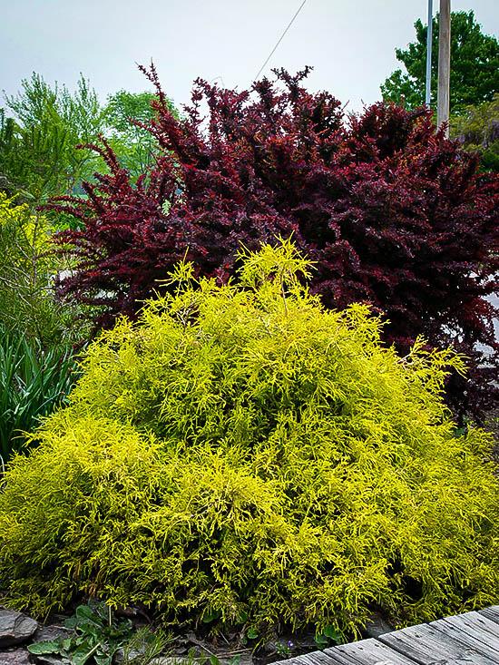 Gold Mop Cypress.  Photo Credit: The Tree Center