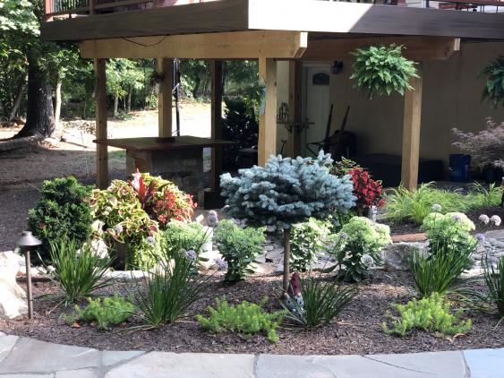 A Globe Blue Spruce surrounded by Sedum, Allium, planters and other perennials.