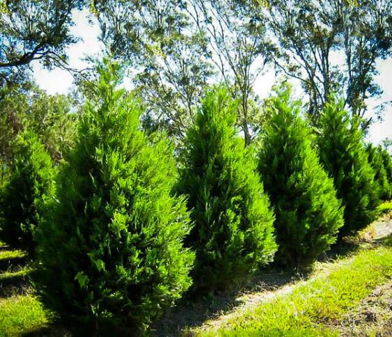 Leyland Cypress:  Photo Credit: The Tree Center