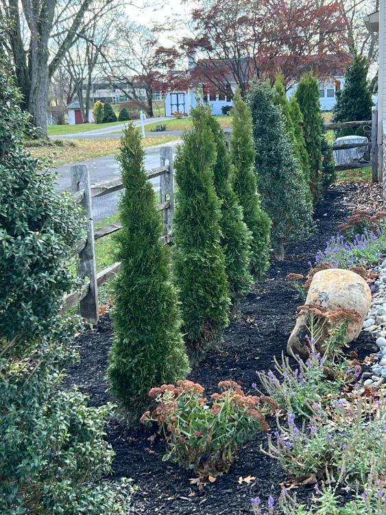 Recent planting of Emerald Green Arborvitae to create privacy.