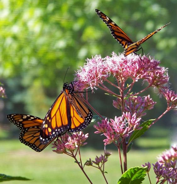 Monarch feeding on Milkweed nectar. Pixabay photo