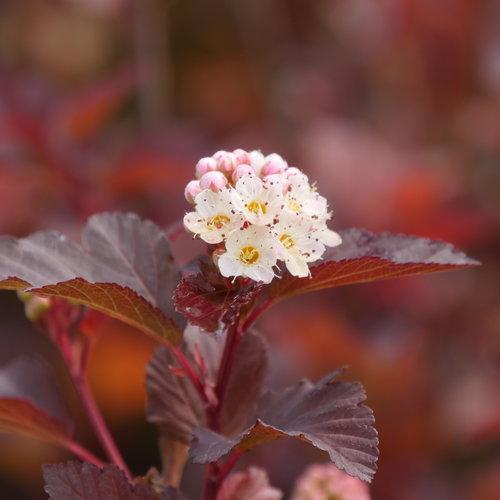 Ginger Wine physocarpus opulifolius (Ninebark).  Photo: Proven Winners