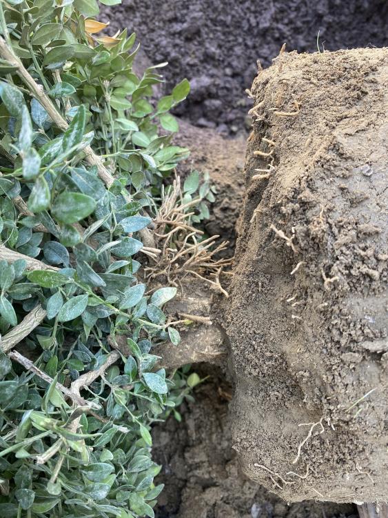 An example of a shrub at a nursery where there is too much soil covering the roots and you can actually see roots extending from the branches. Excess soil needs to be removed before planting.