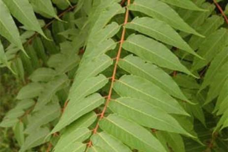 Tree of Heaven (Ailanthus Altissima). Photo: Penn State Ext.