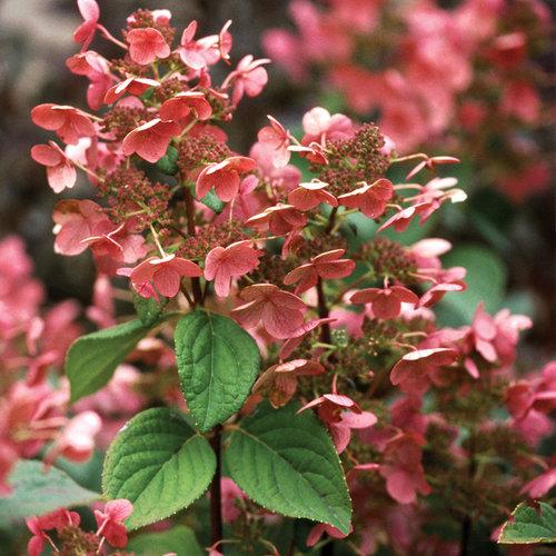 Quick Fire Hydrangea.  Photo: Proven Winners