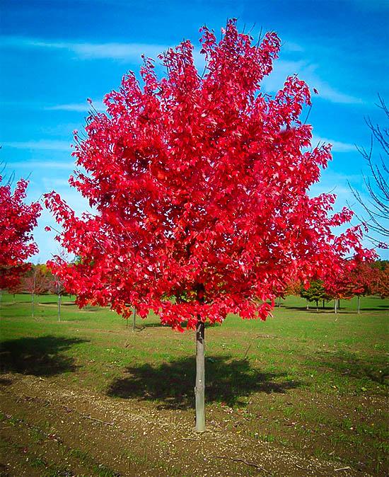 Red Maple is a moderately fast-growing PA-native shade tree best known for its brilliant red fall foliage.  Most varieties grow 40 to 50 feet tall.  Photo Credit: The Tree Center