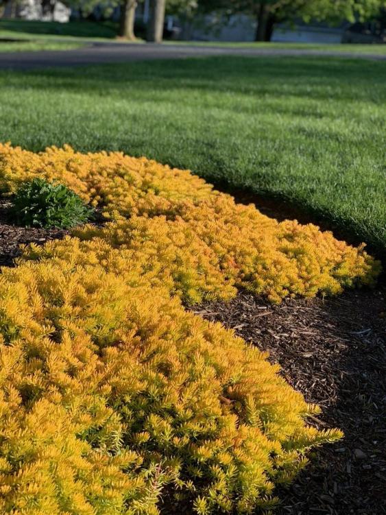 Angelina Stonecrop Sedum 