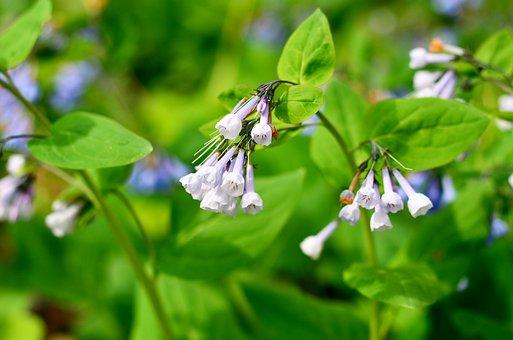 Virginia bluebells.  Photo Pixabay