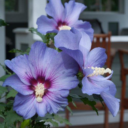 Azurri Blue Satin Rose of Sharon (Hibiscus).  Picture: Proven Winners