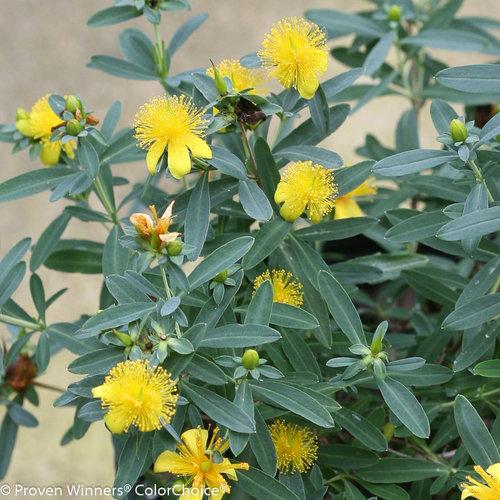 Blues Festival hypericum kalmianum (St. John's Wort).  Photo: Proven Winners