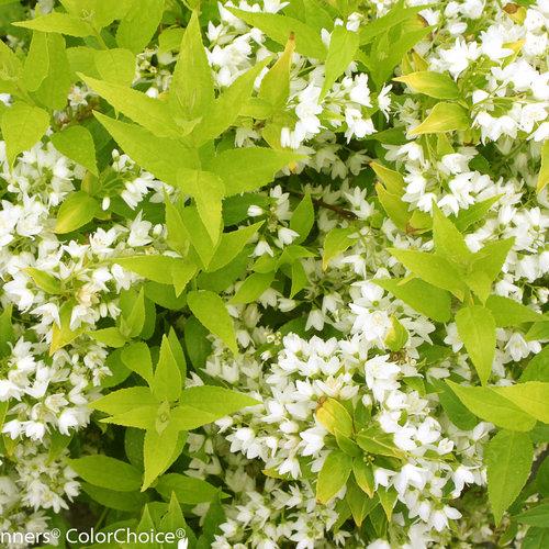 Chardonnay Deutzia.  Photo Credit: Proven Winners