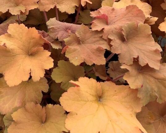Caramel Coral Bells.  Photo courtesy of PHS